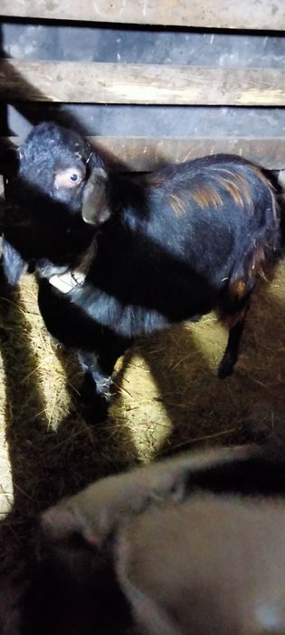 Продам коз и козлят