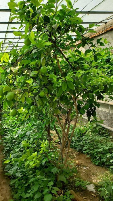 Kattaqo'rg'on shaxrida hovli sotiladi