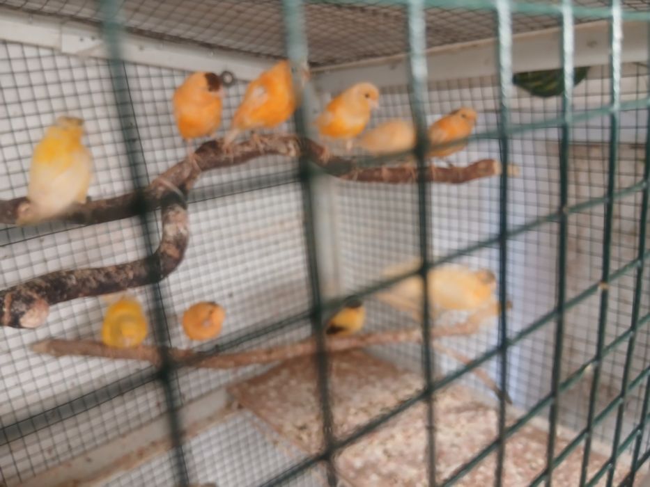 canari masculi tineri