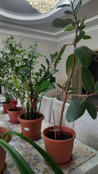 Срочно продам домашние цветы