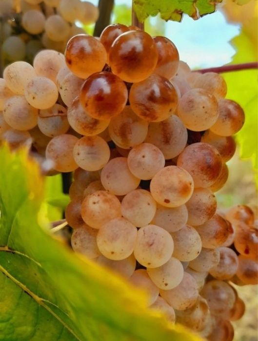 Struguri de vin  diferite soiuri