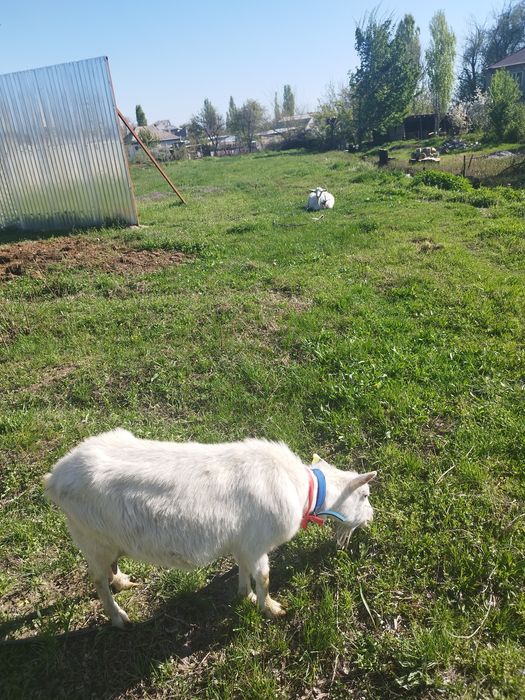 Срочно продам 87$$