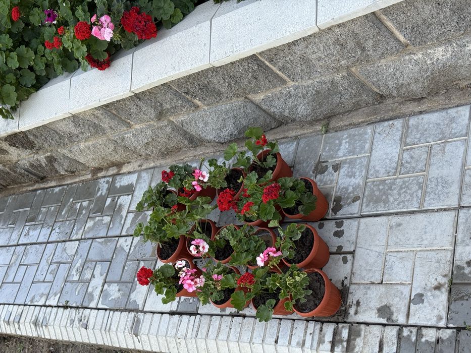 Цветы Герань- 700 тенге