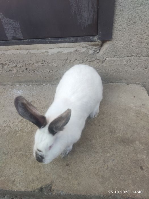 Продам кролик. Калифорния самка.