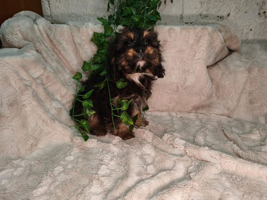 Vand baietel Cavapoo F1 black and tan.