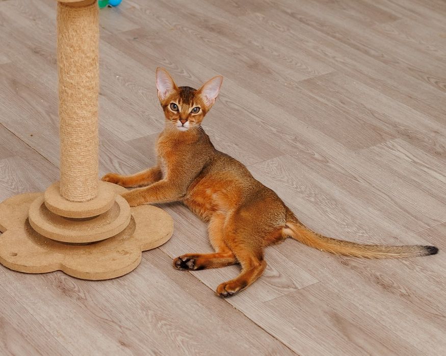 Абиссинский котенок