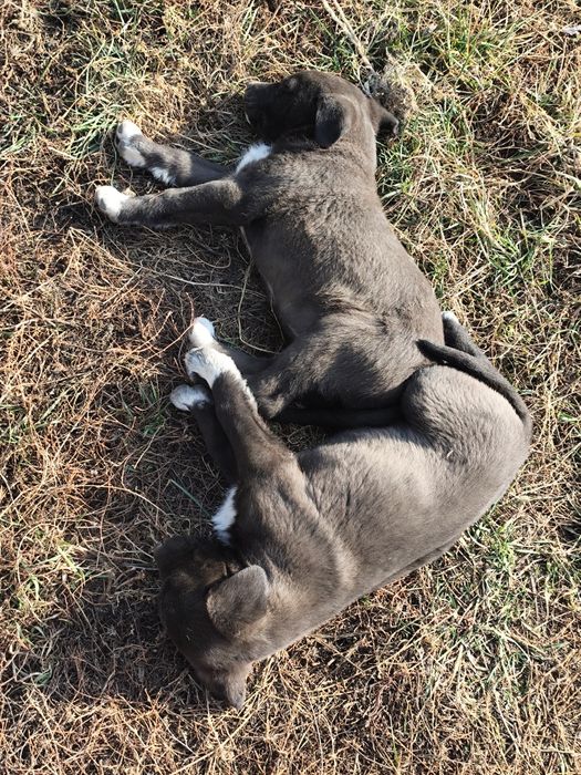 Отдам щенят в хорошие руки