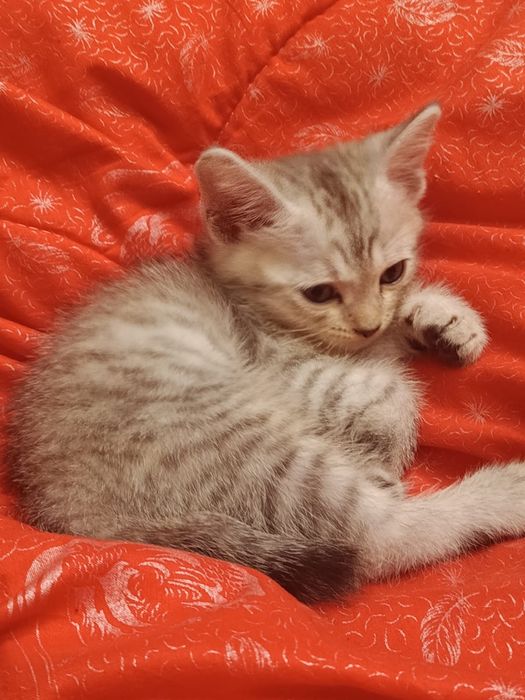 Котенок мальчик американский бобтейл