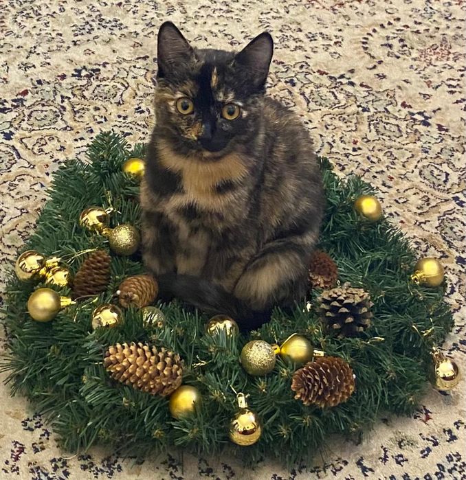 Кошечка в добрые руки