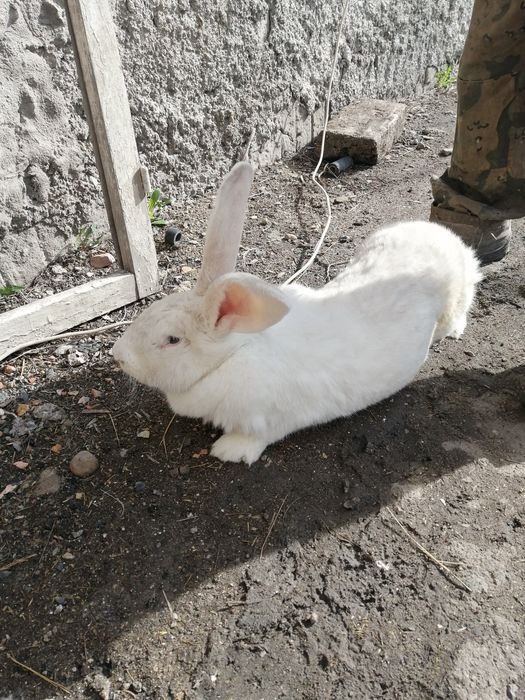 Продаю кроликов великанов