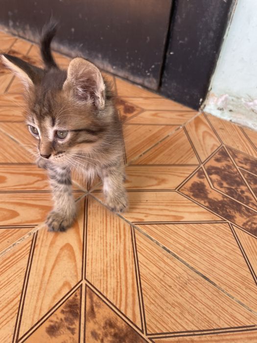 Котята бесплатно в Актобе