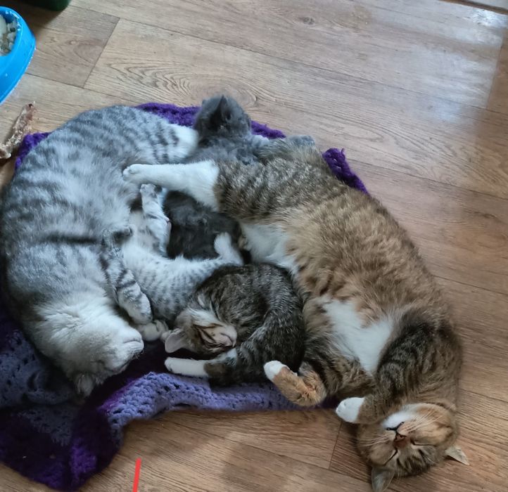 Котята в добрые руки полубританцы