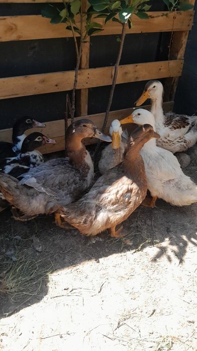 Продам пеки, башкир, шепун.