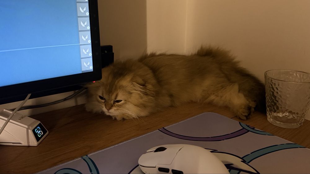 Котенок Золотой Шиншиллы