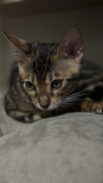 Бенгальский котенок