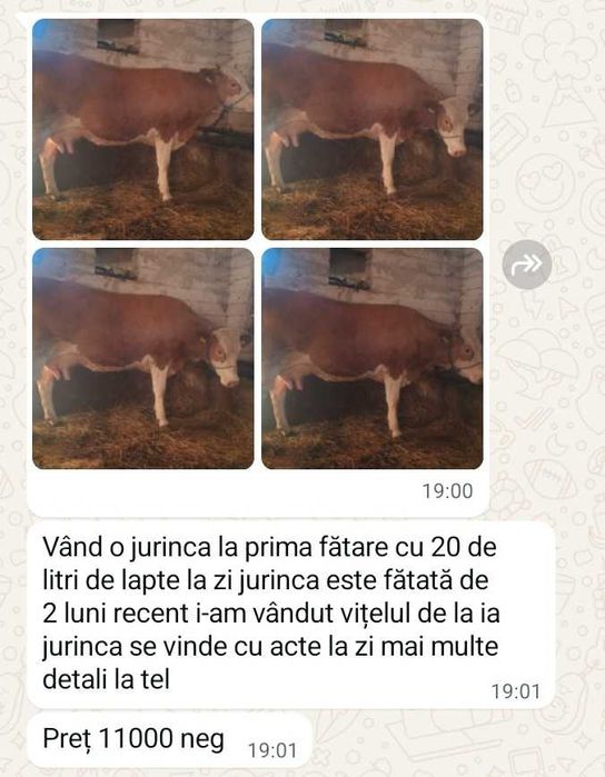 Animale domestice