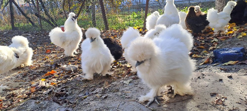 Ouă de găină Mătase Japoneză – proaspete, pentru incubat