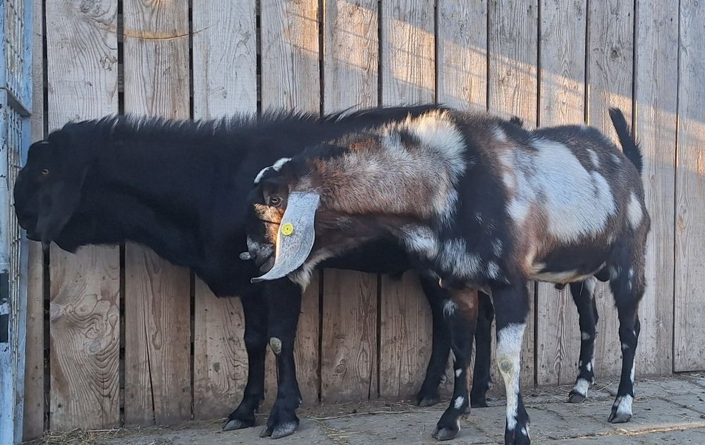 Lichidez ferma de  capre anglo nubiene