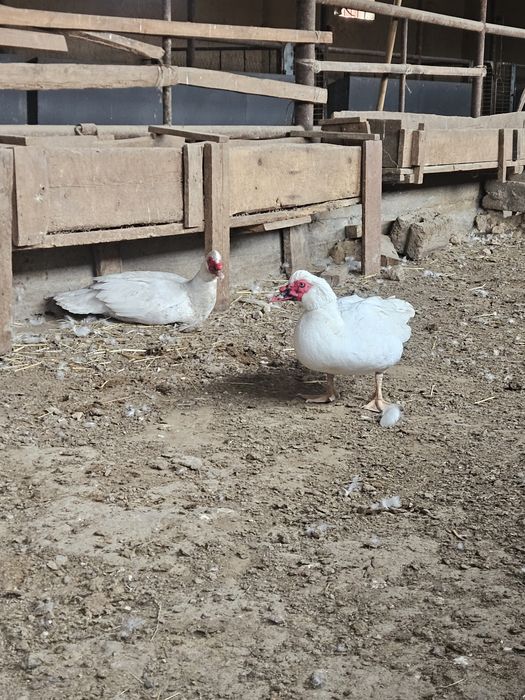 Индоутки белые самки самцы продоются