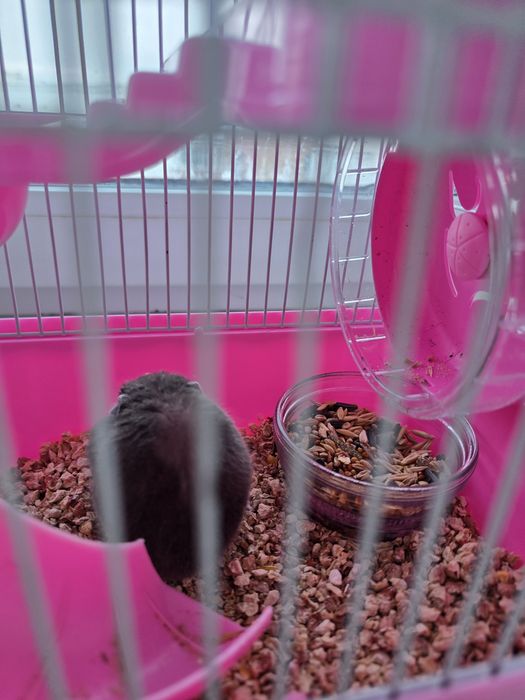 Хомяк с клеткой и кормом
