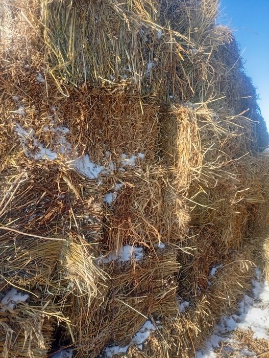 Солома, сено, суданка