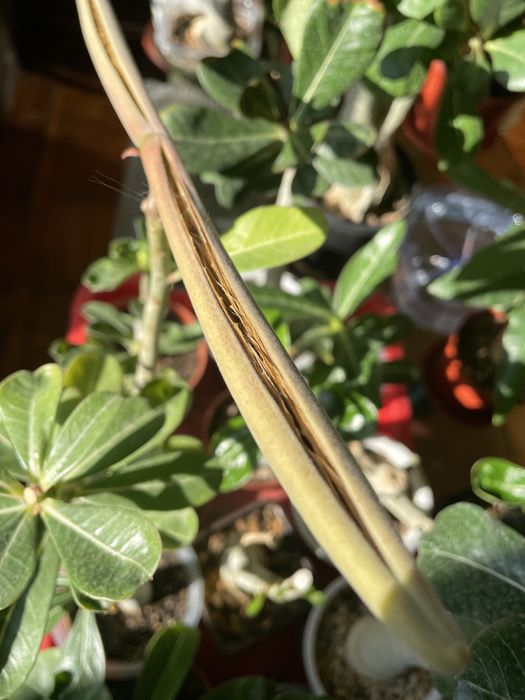 Адениум привитый