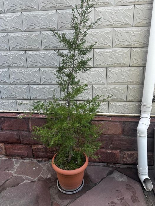 Можжевельник в горшке