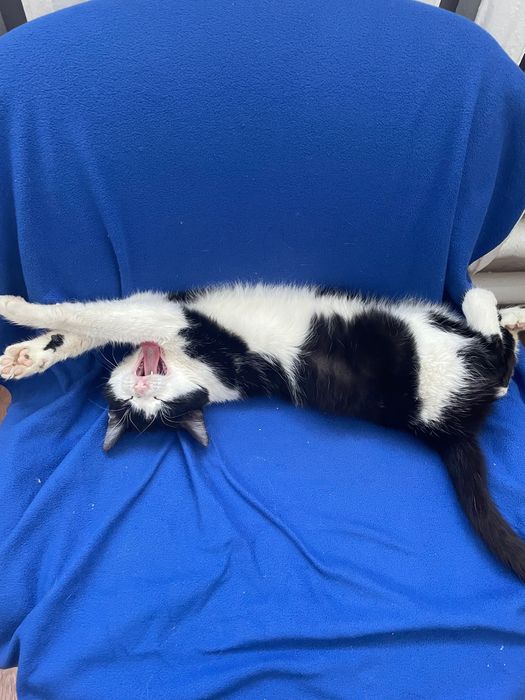 Кот бесплатно в добрые руки