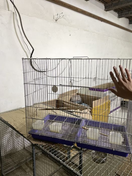 Qafas narxi vapshem arzon