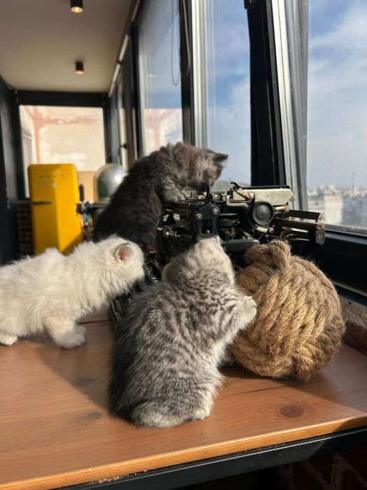 Британски котета