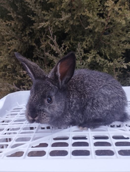 Продаются крольчата