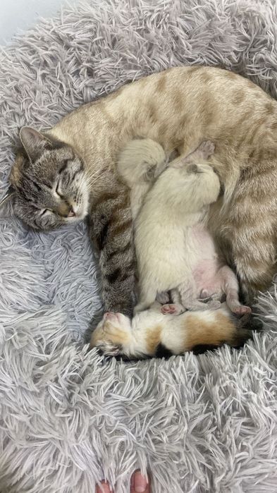 Отдам котят , мальчики и девочка.