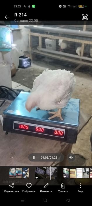 Продам бройлеров возраст 36 дней