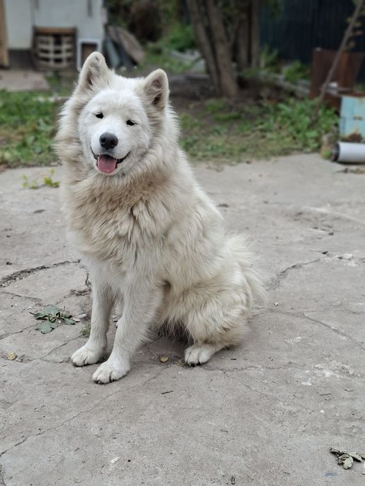Племенная Самоедская Собака девочка