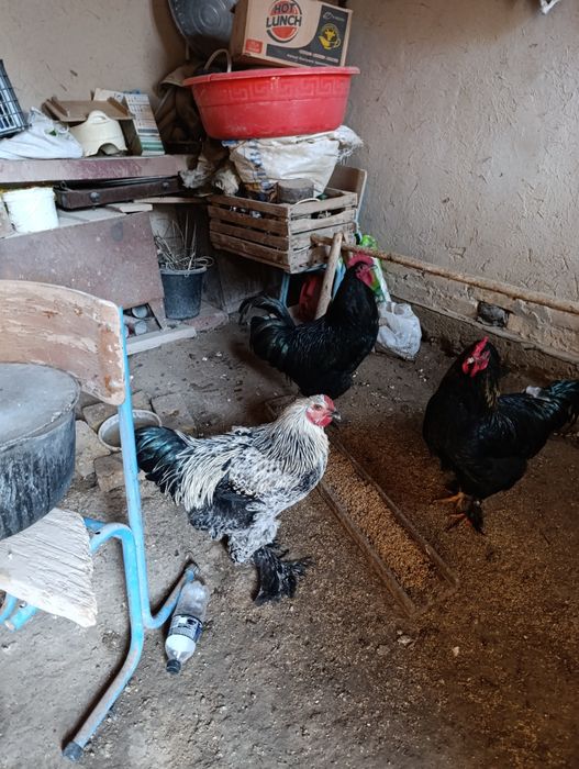 Bramo va qora shaxzoda xurozlari 3.5-4 kg xar birsi