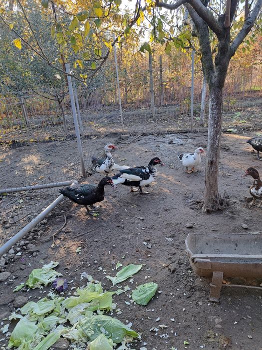 Gâște rate și cocosi de vânzare