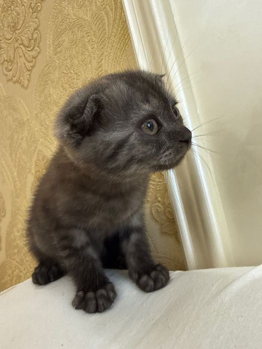 Шотландский вислоухий котёнок (Scottish Fold), 2 месяца