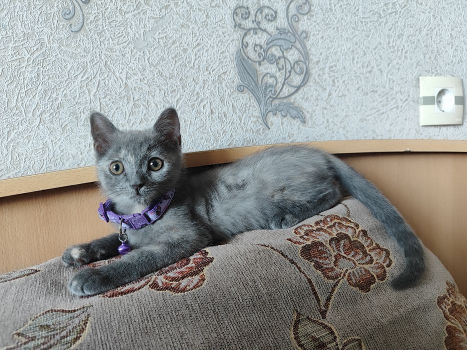 Отдам котенка даром