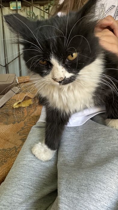 Котята девочки 2 месяца