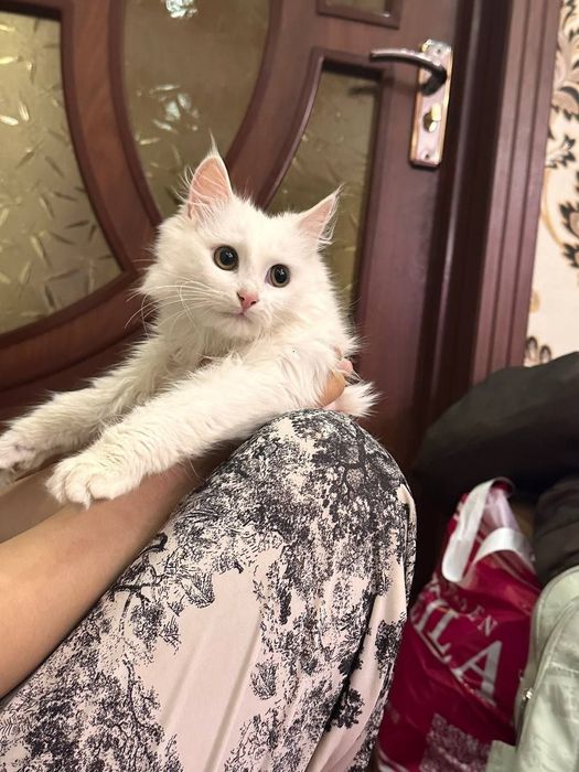 Turk angorasi sotiladi