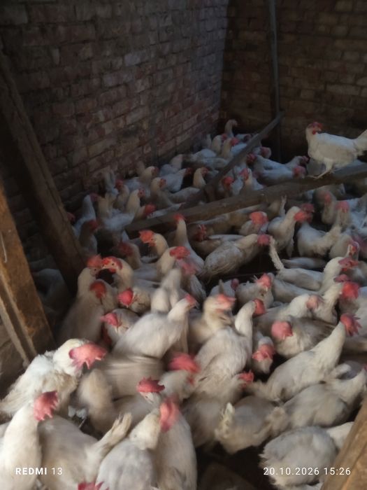 Продам кур несушек