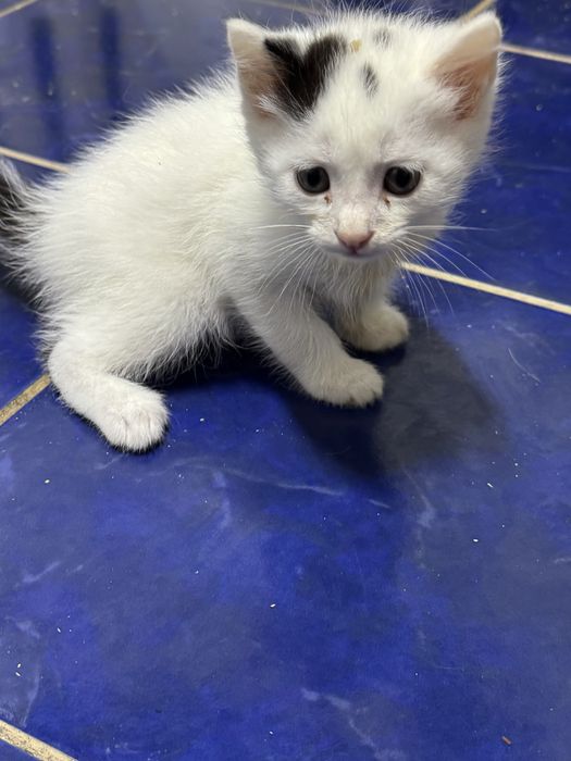 Отдам игривых котят в добрые руки