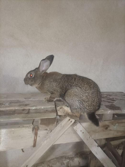 Quyonlar sotiladi bugoziyam samesiyam bor