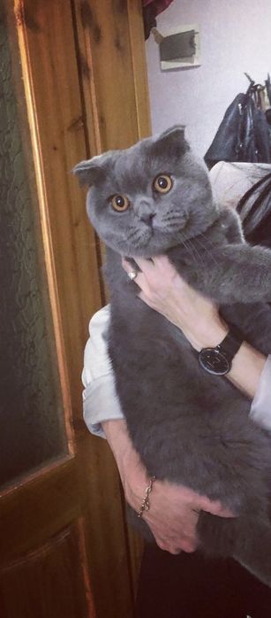 Британска котка