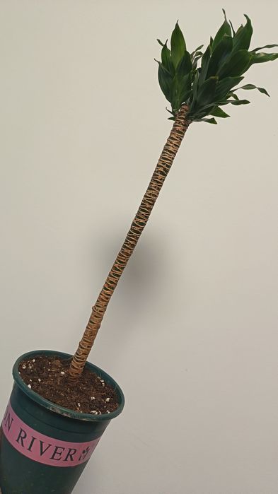 драцена компакта