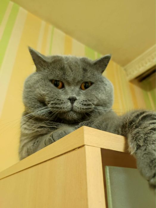 Британски котенца