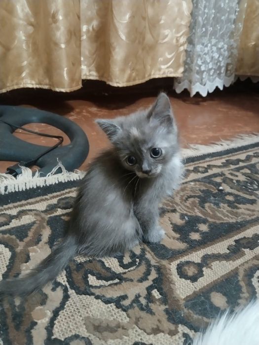 Котенок в добрые руки