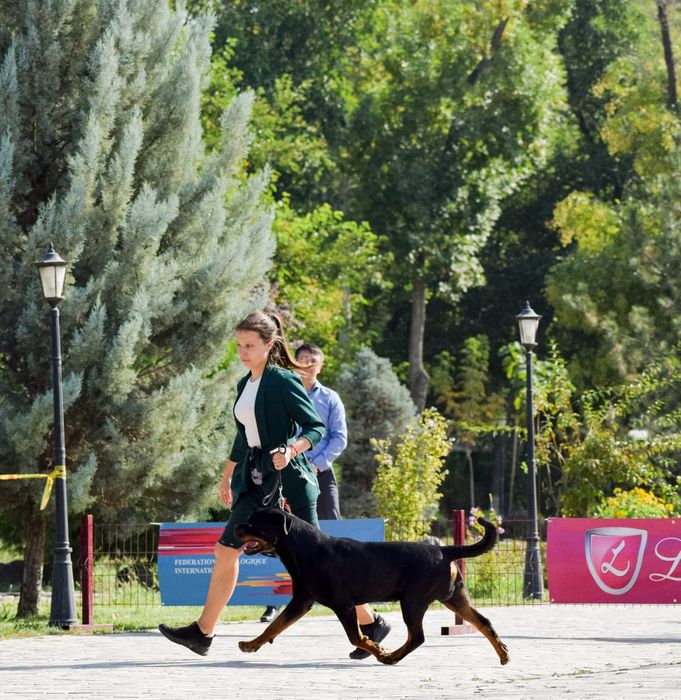 Ротвейлер вязка, Интернациональный Чемпион!