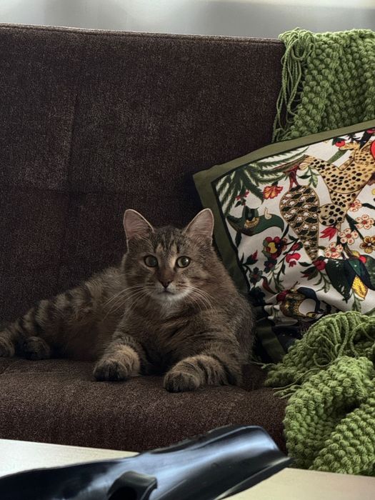 КОТИК в добрые руки