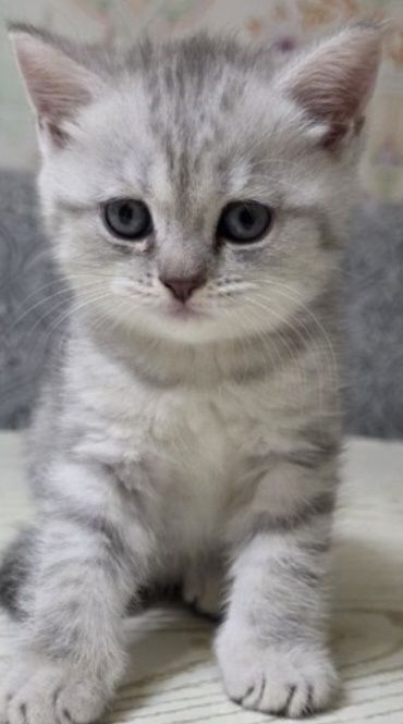 Скоттиш Страйт осталось 1 котенк